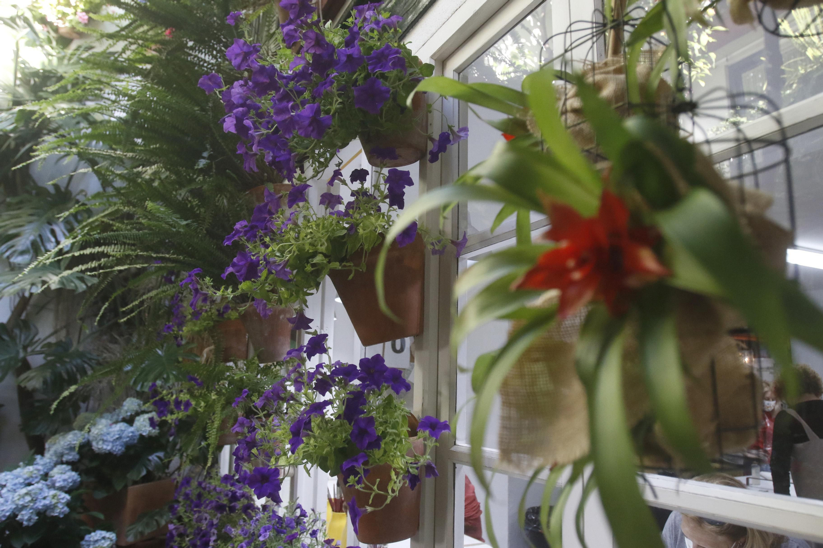 Ruta Judería - San Francisco de los Patios de Córdoba, en imágenes