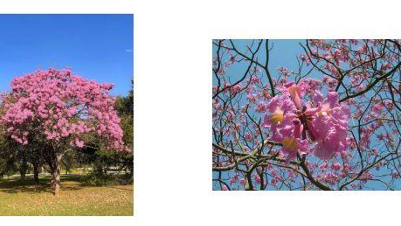 Tabebuia Impetiginosa