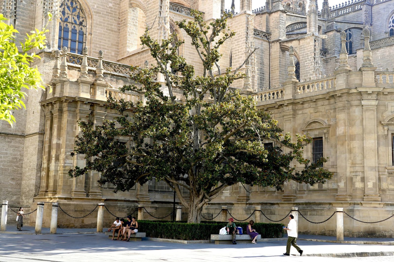 El magnolio de la Catedral de Sevilla.
