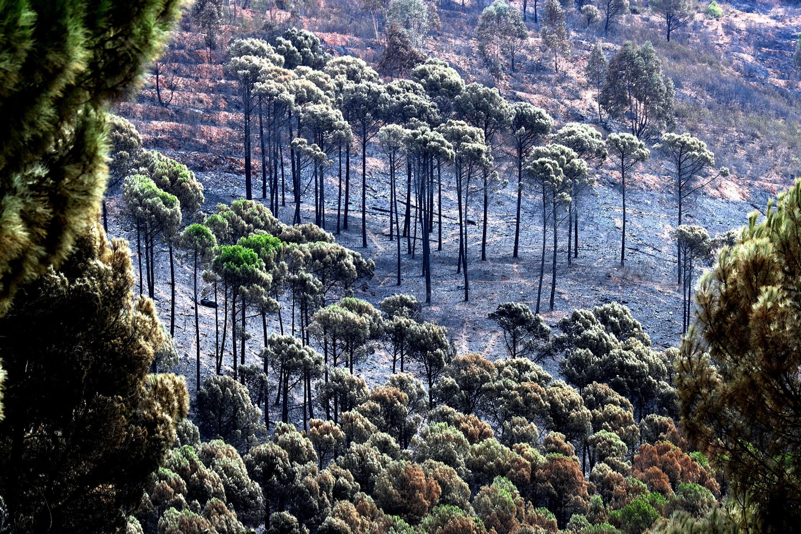 Pinar devastado por el incendio de Almonaster, cerca de Dehesa, en la zona conocida como Montes Blancos