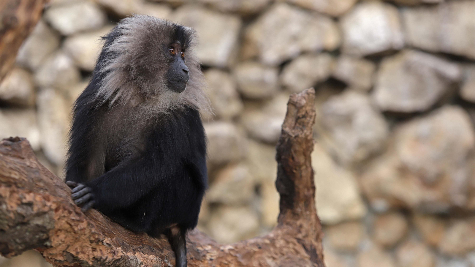 Fotos de los macacos de cola de león del zoo de Castellar