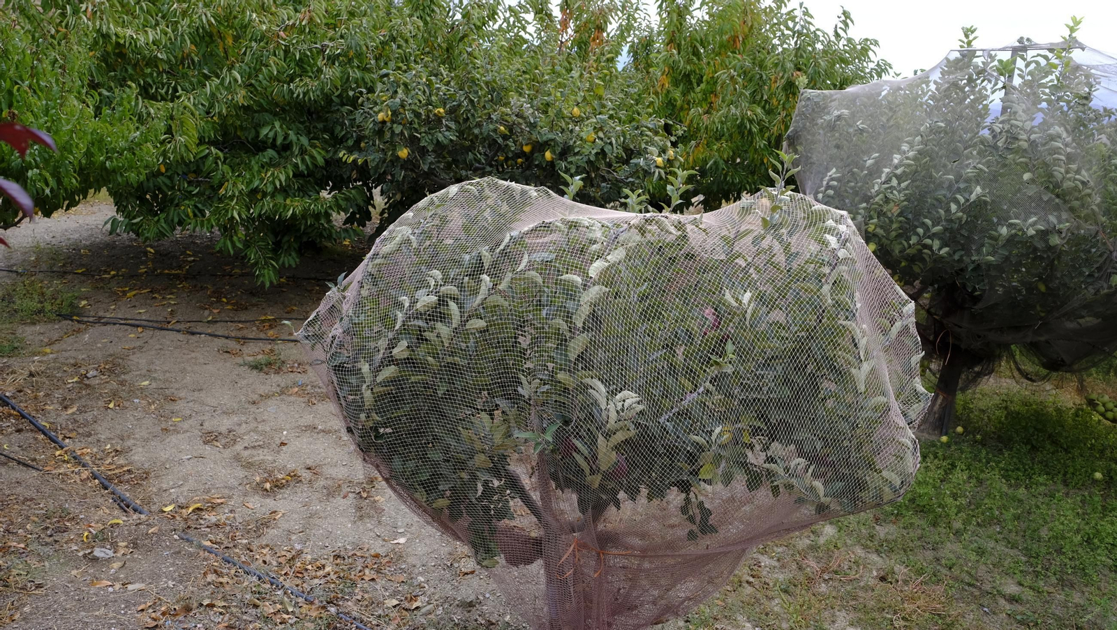 Las manzanas de Paterna, un manjar en imágenes