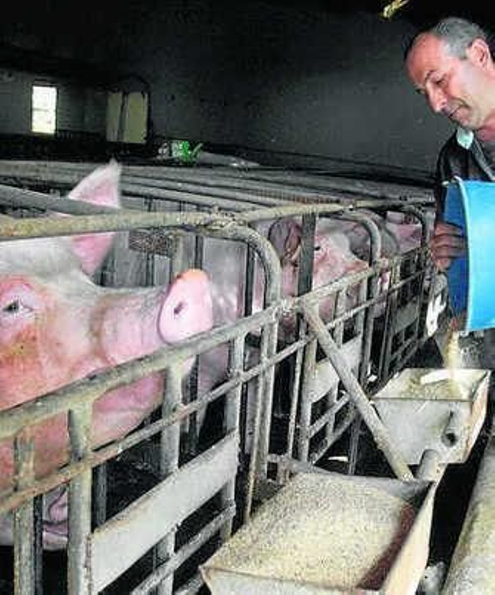 Almería posee 550 granjas de porcino.