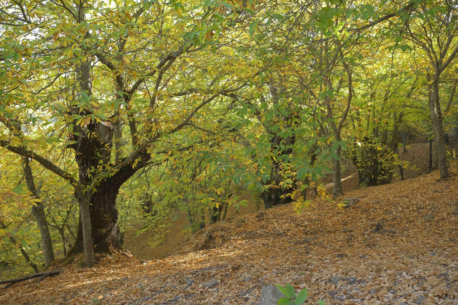 El Bosque de Cobre, en imágenes