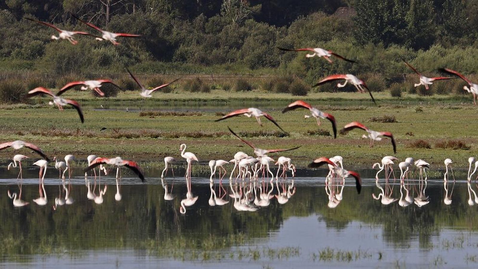 Flamencos en las marismas de Doñana