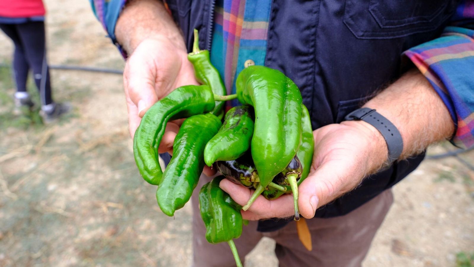 Pimientos italianos verdes tienen gran cantidad de agua y fibra.