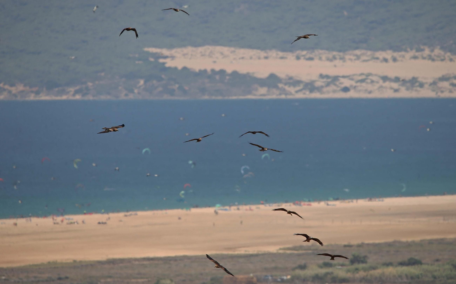 Aves migratorias en Tarifa.