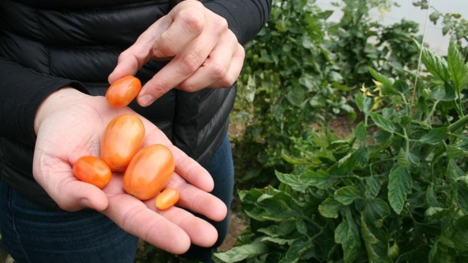 Tomates con menos agua