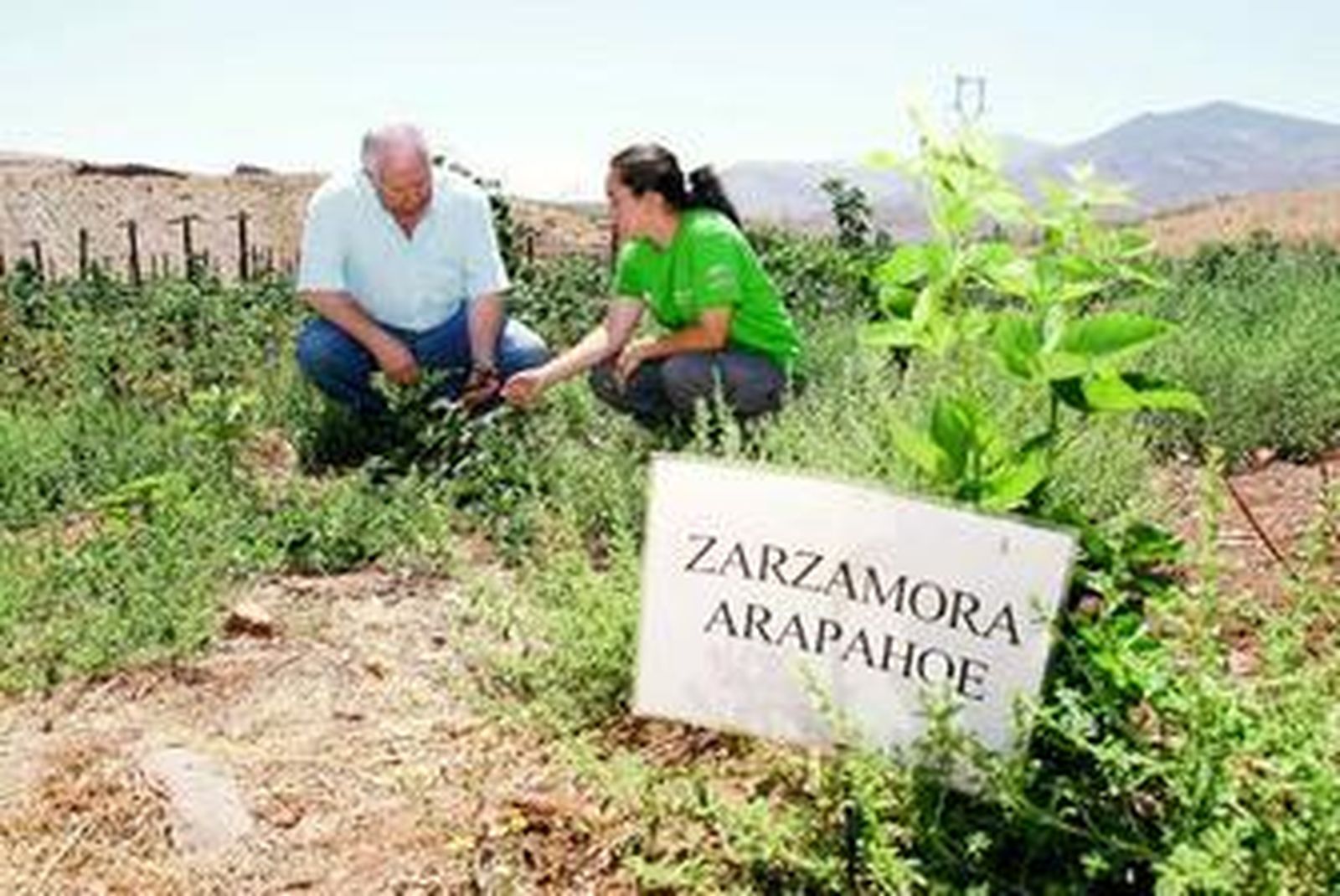 La fresa y la frambuesa son las variedades que mejor se están dando.