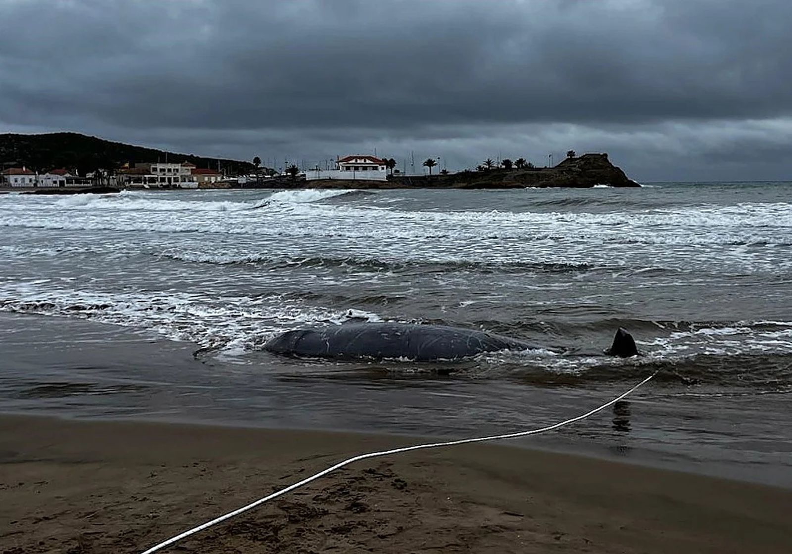 Ejemplar de zifio de Cuvier varado entre Almería y Murcia, una especie de buceo profundo especialmente sensible al ruido submarino y poco habitual en zonas tan próximas a la orilla.