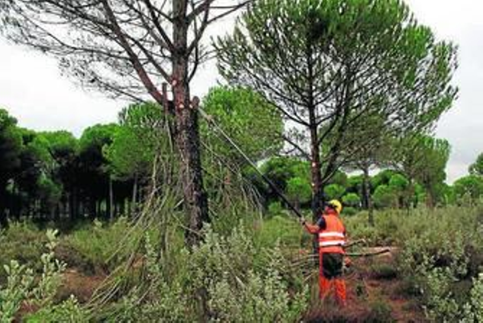 Limpieza de un pinar en Cartaya. Limpieza de un pinar en Cartaya.