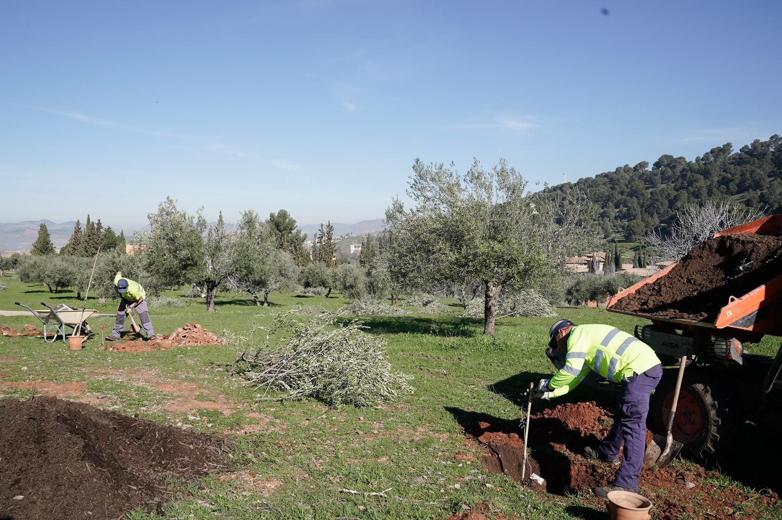 Plantación de los olivos en el recinto monumental de la Alhambra.
