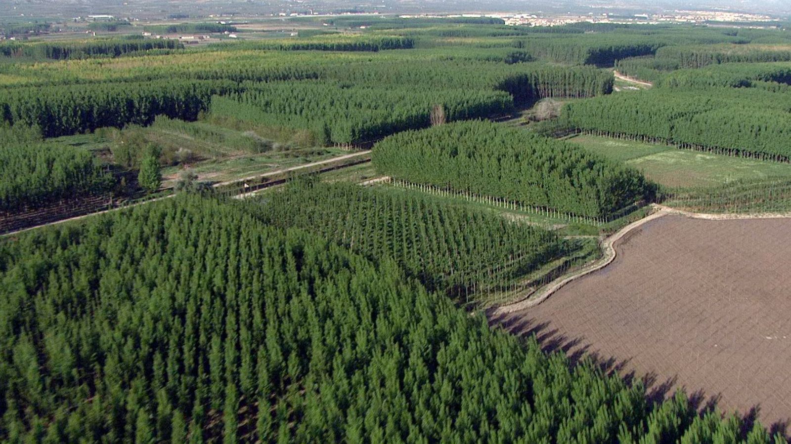 Choperas en los márgenes del Genil