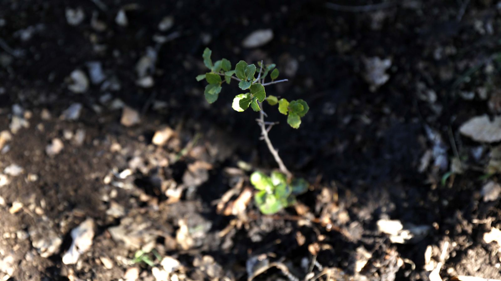 Jornada de reforestación en El Palancar por trabajadores de Acerinox, en imágenes