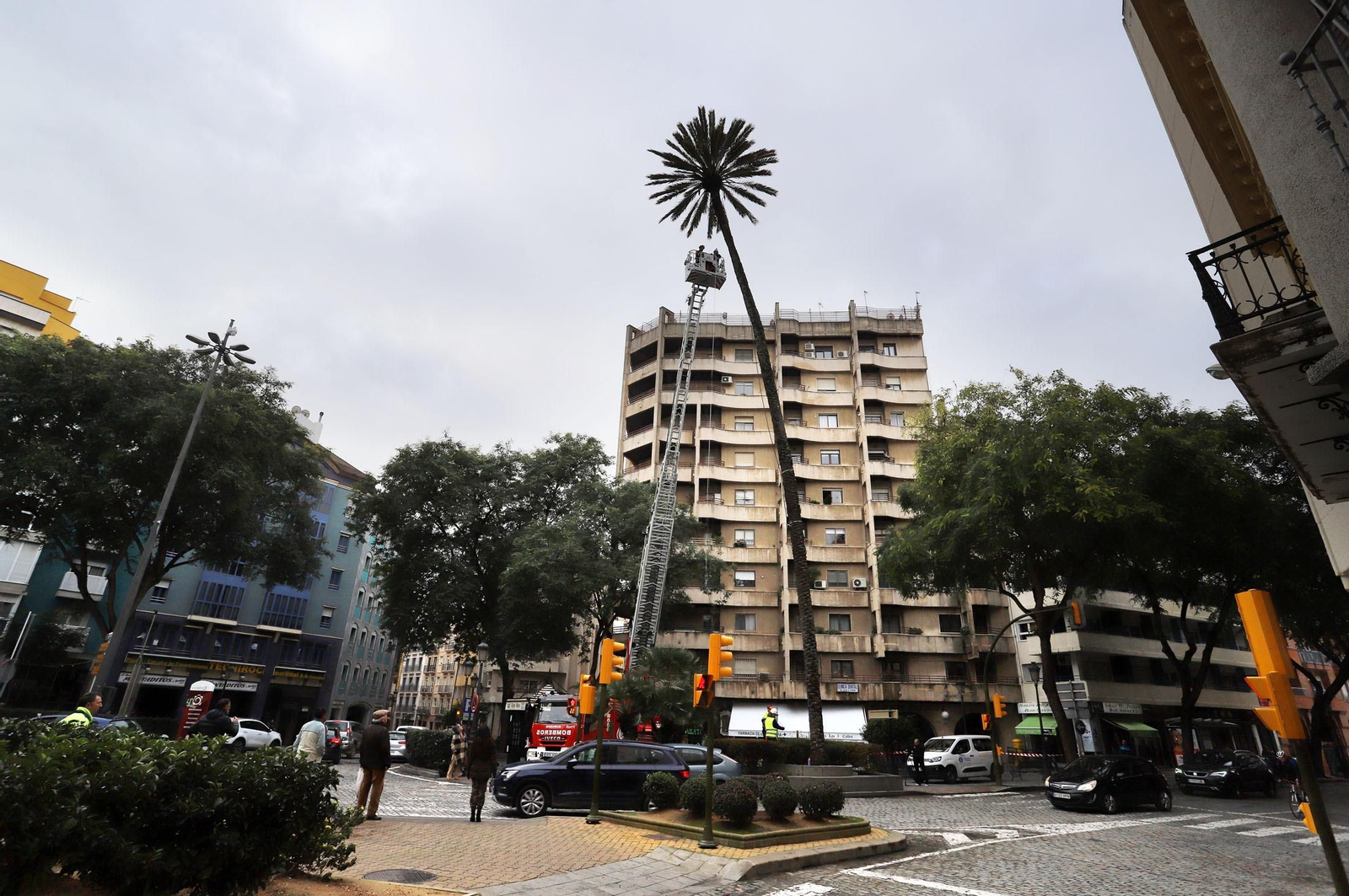 Triste adiós a la palmera más famosa de Huelva: Imágenes de sus 130 años de historia