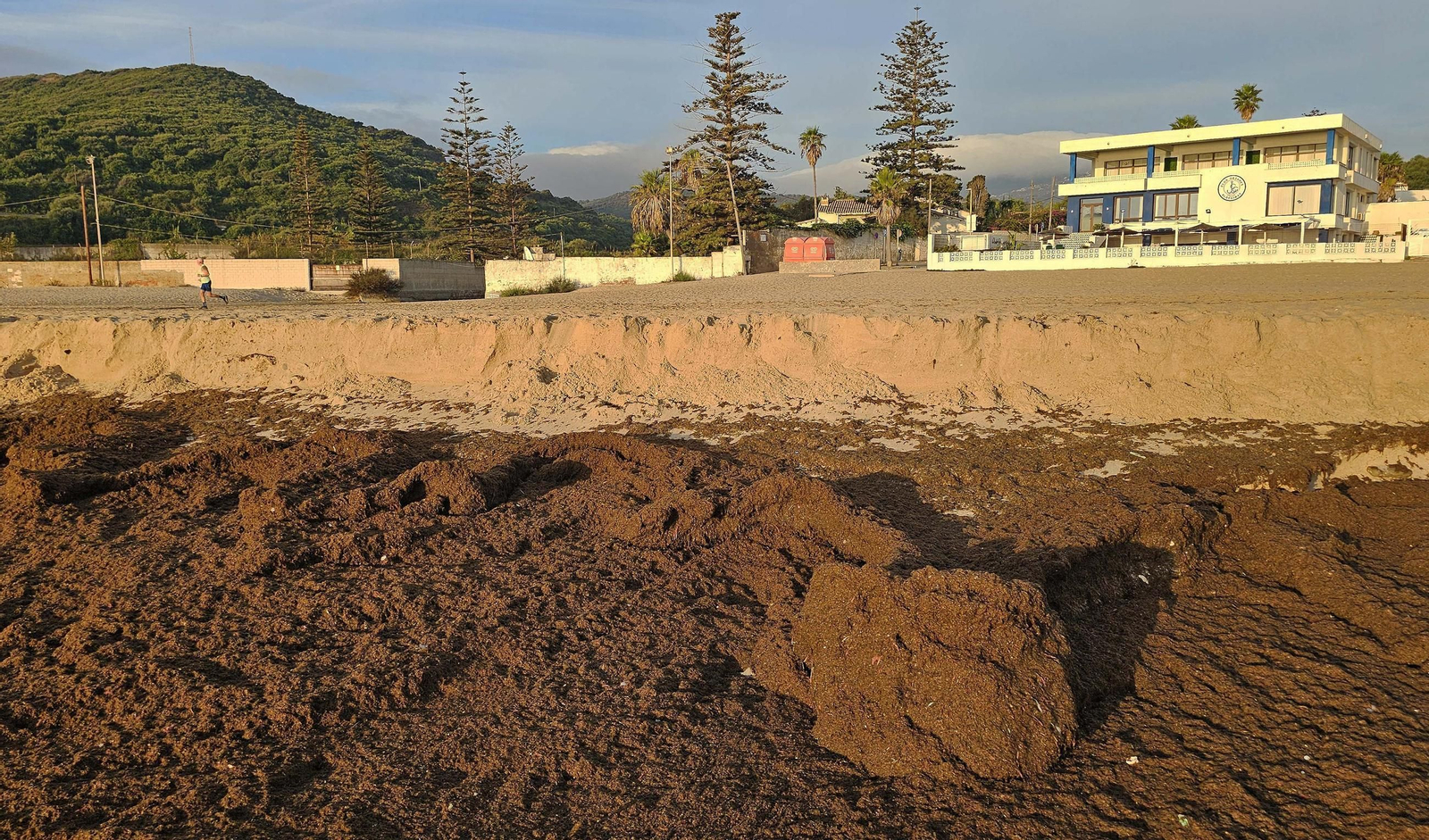 Fotos del nuevo arribazón de alga asiática en la playa de Getares de Algeciras
