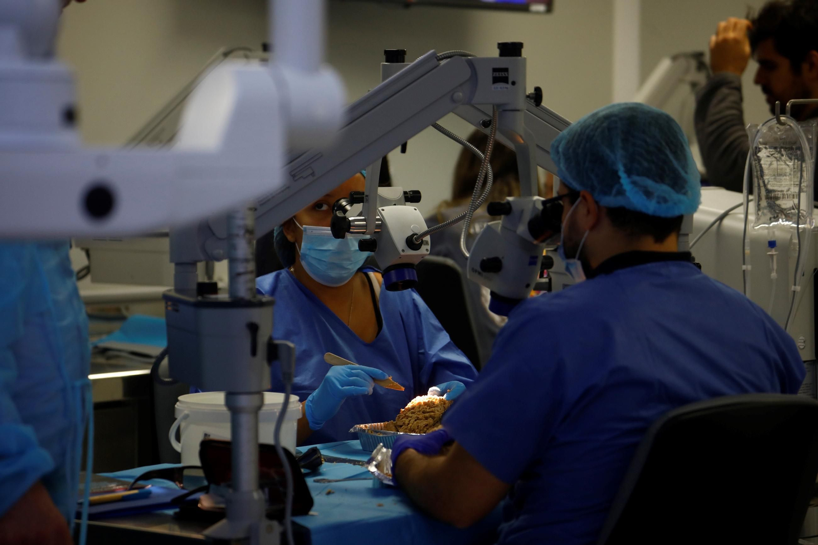 El curso en el que neurocirujanos del Hospital Reina Sofía estudian el cerebro, en imágenes