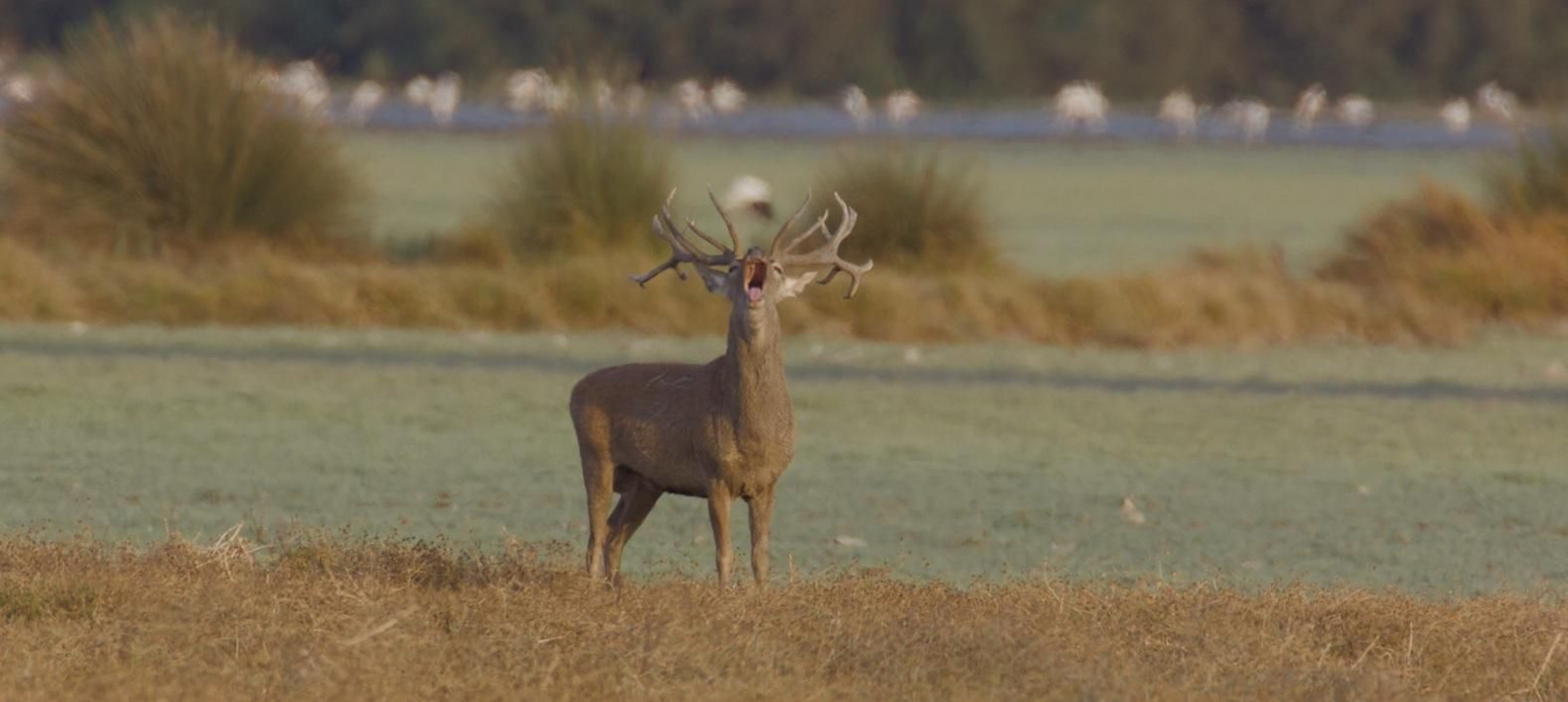 La berrea en Doñana