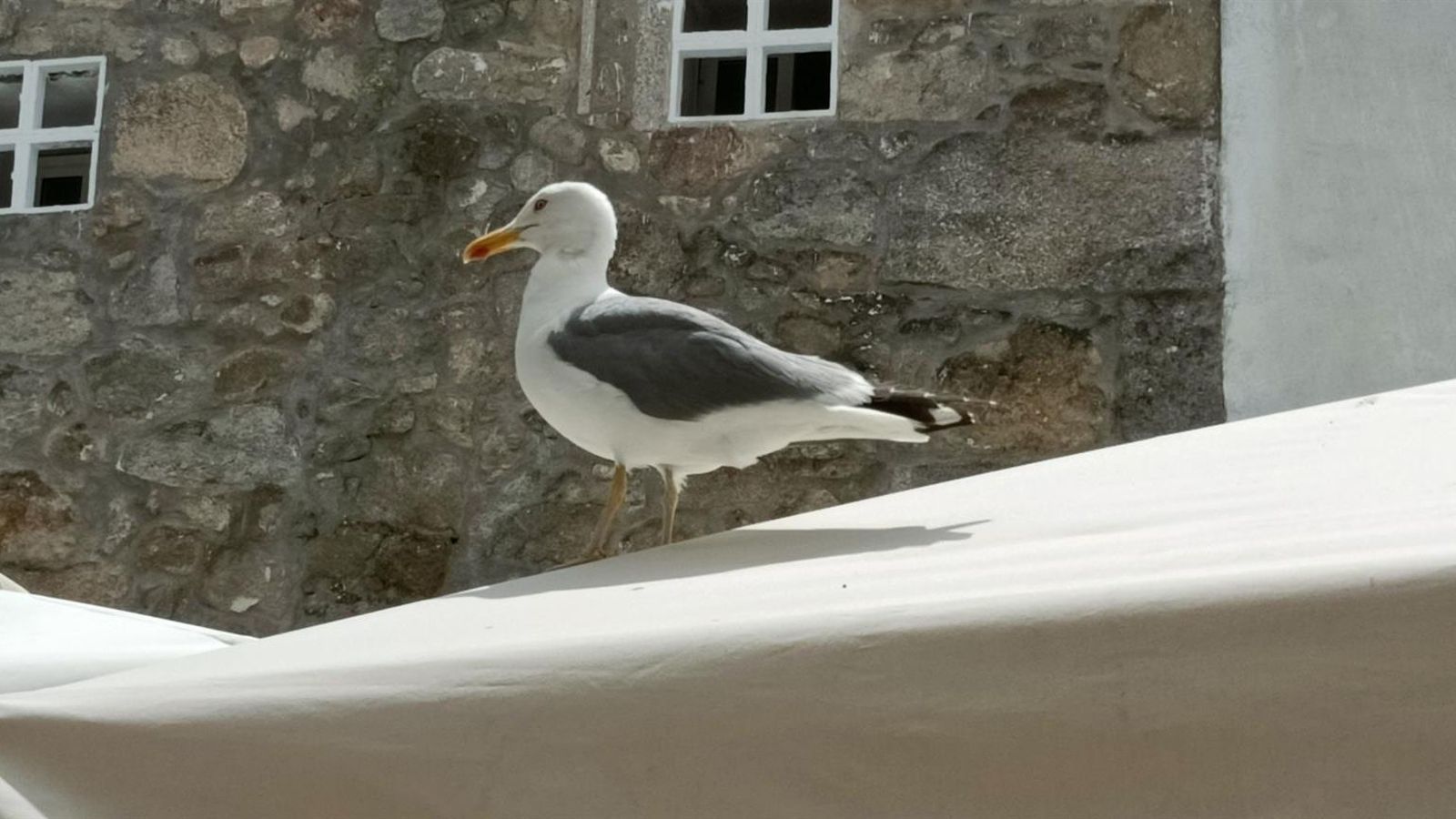 Una gaviota.