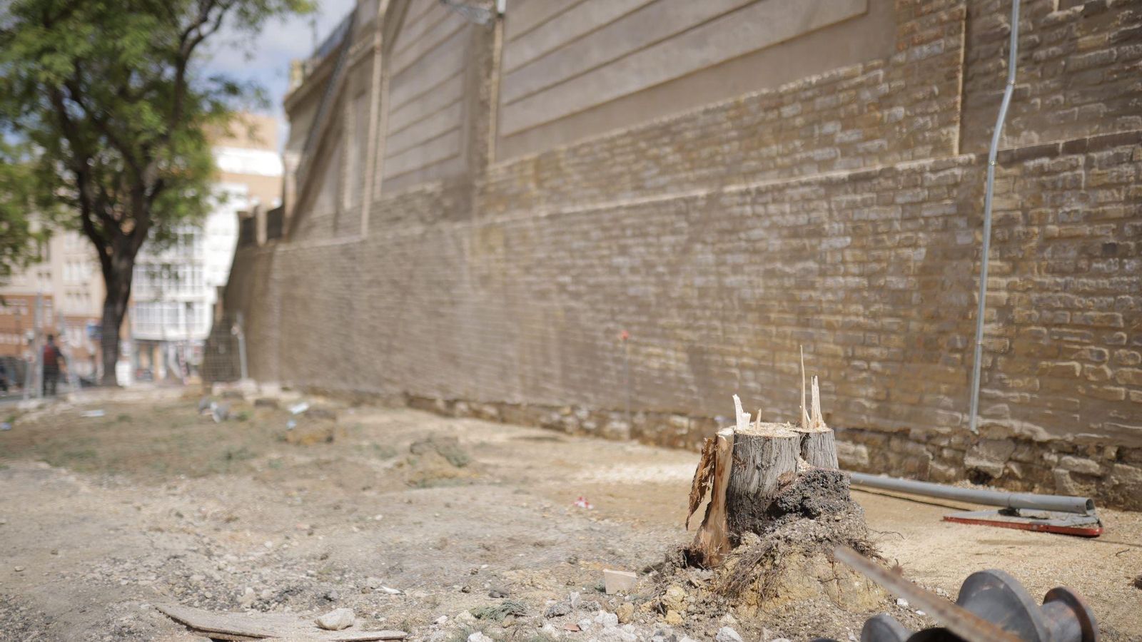 Tala de cipreses en San Pedro.