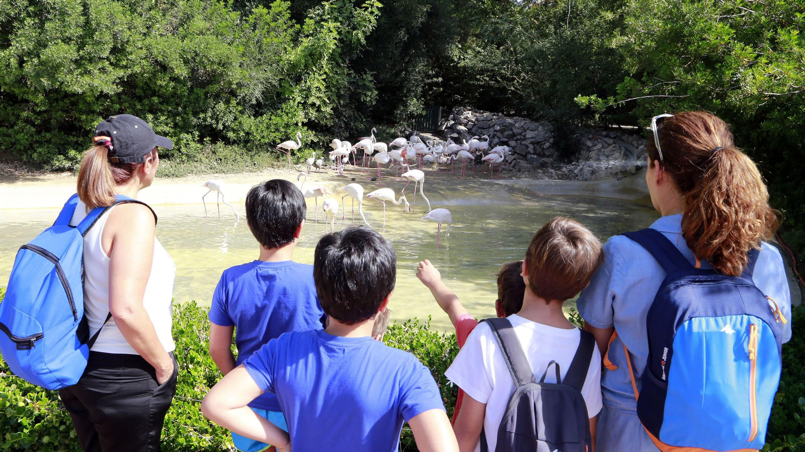 Un grupo de visitantes descubre los nuevos flamencos del Zoo, este martes.