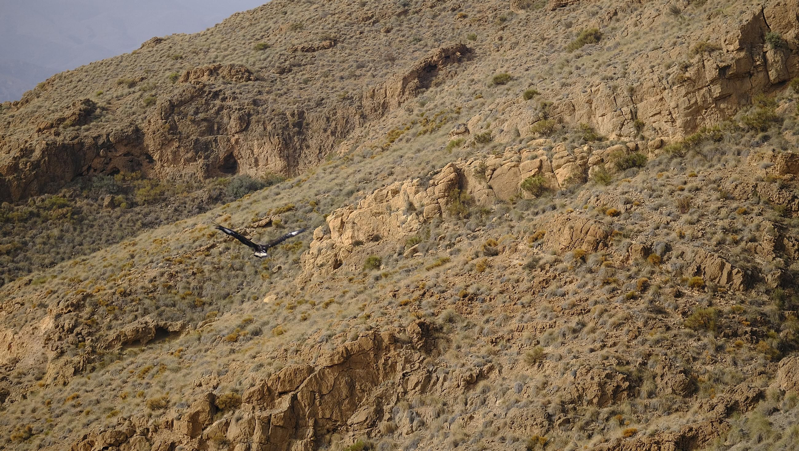 Suelta de un águila imperial, en imágenes