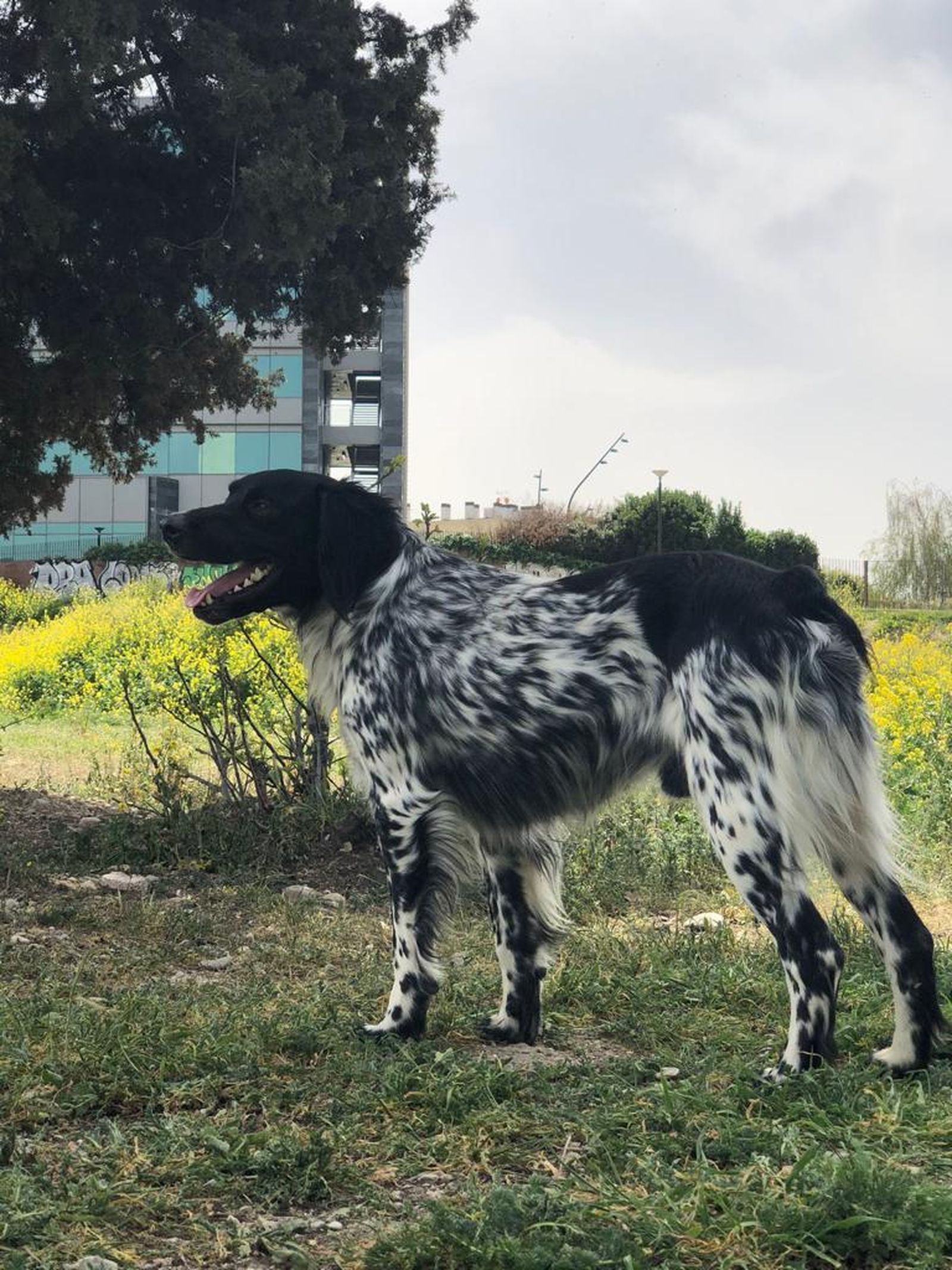 Lucki, el perro bretón desaparecido que mantiene en vilo a una familia de Granada