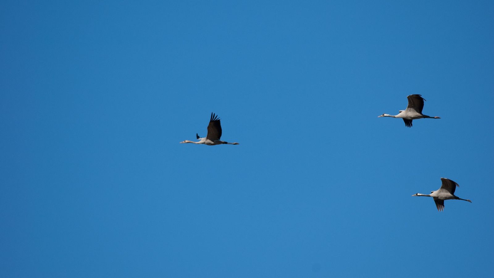 Varias aves sobrevuelan el cielo.
