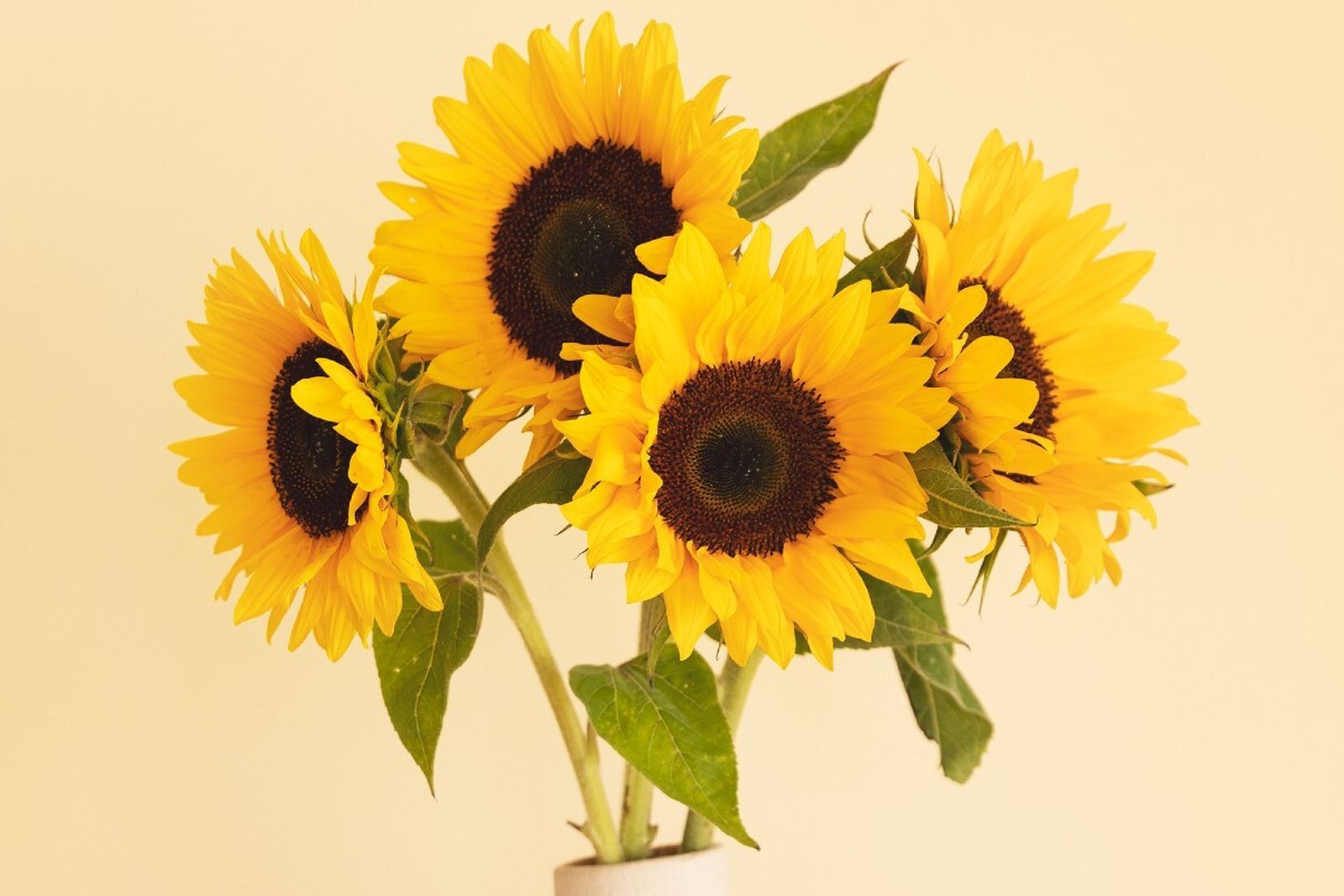 Hasta el próximo 31 de agosto tus ramos de girasoles tienen un 20% de descuento en Colvin