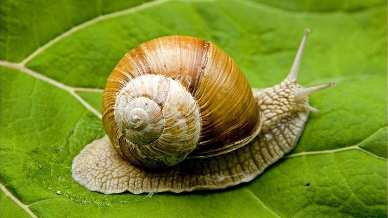 Actualmente, los caracoles romanos están en peligro de extinción.