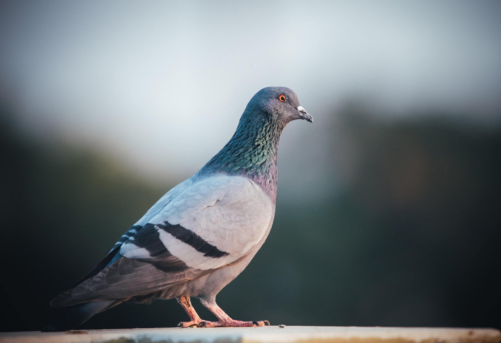 Paramixovirus: síntomas y formas de contagio