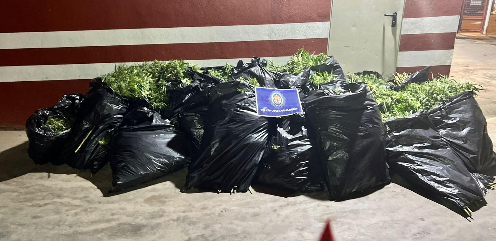 Bolsas de marihuana encontradas dentro del vehículo.