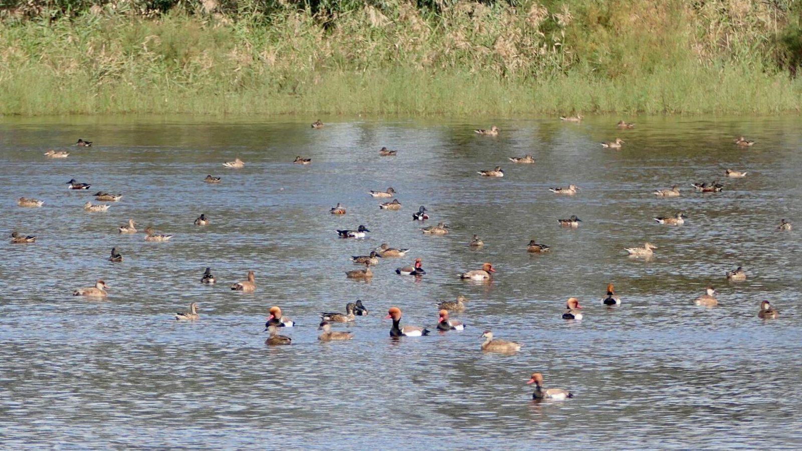 Recuperación de fauna en las marismas del Guadalquivir tras la acción conjunta. Recuperación de fauna en las marismas del Guadalquivir tras la acción conjunta.