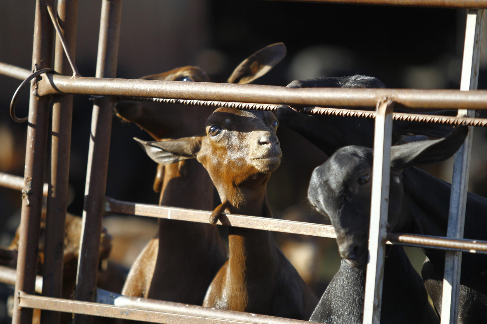 Cati Guirao, una ganadera hecha a sí misma, en imágenes