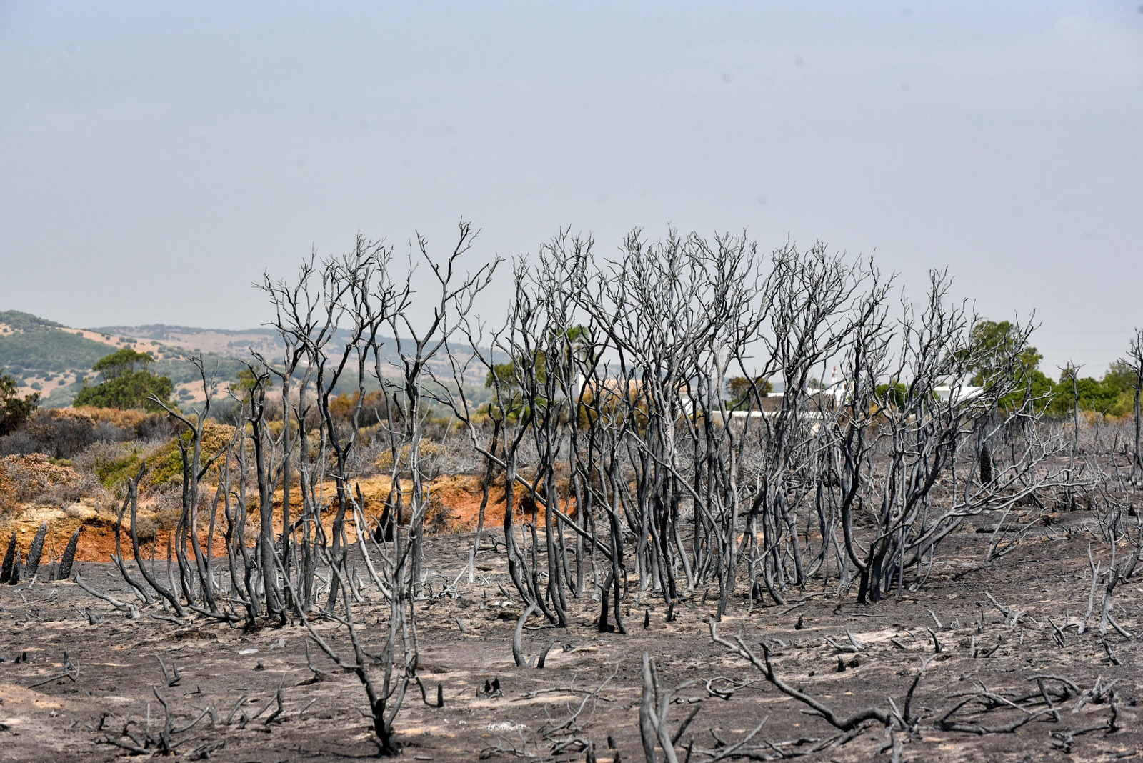 Fotos del incendio de Valdevaqueros que arrasó con 11 hectáreas de Parque Natural del Estrecho Las fotos de la zona afectada por el incendio de Valdevaqueros
