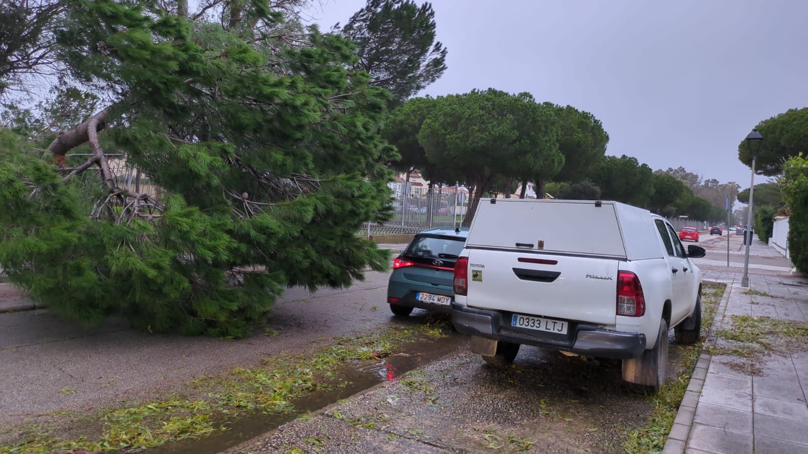 Otra imagen del árbol derribado por el viento en Valelagrana.