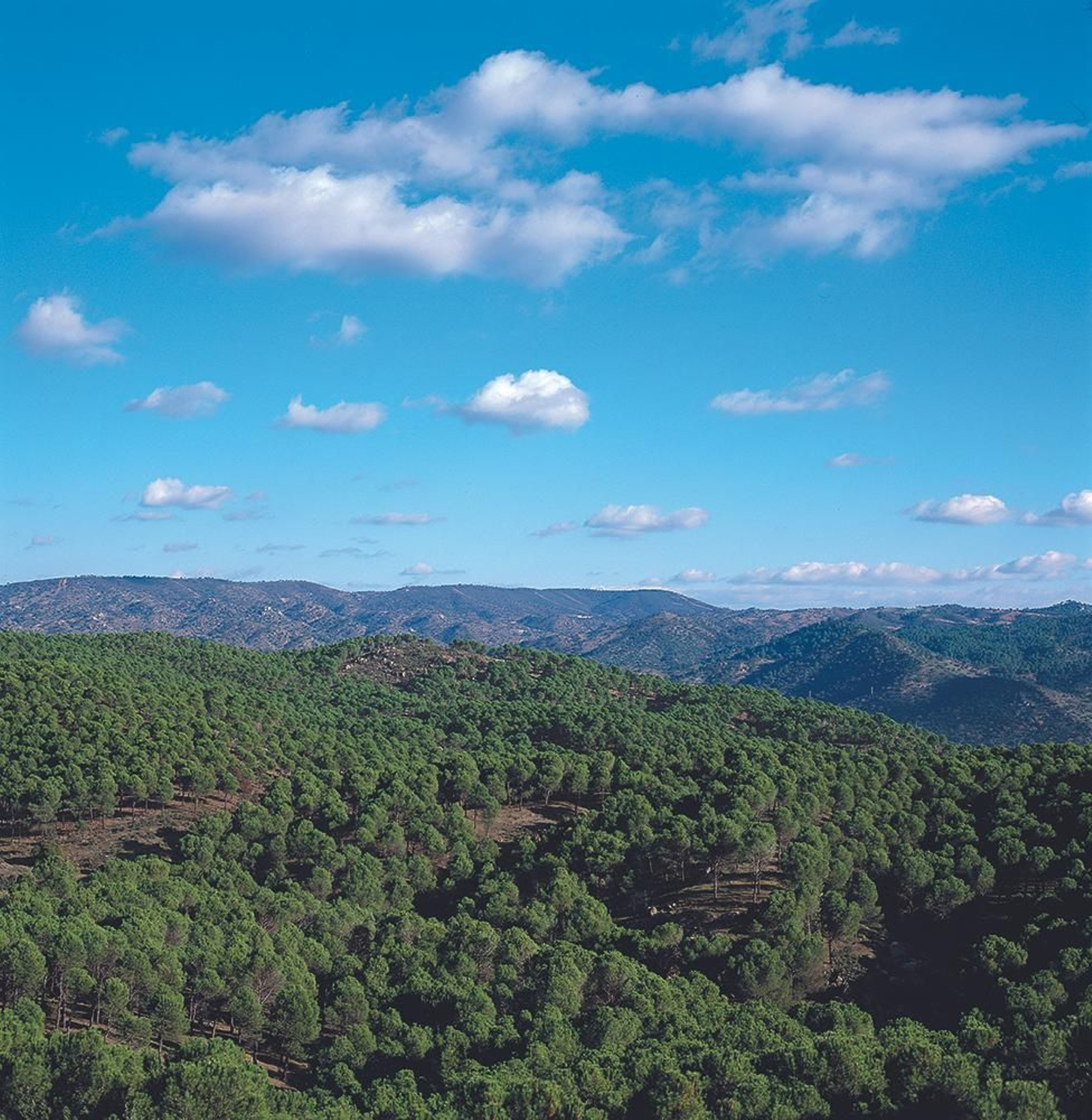 El manejo tradicional de la dehesa mediterránea de estos montes ha configurado un paisaje de contrastes.