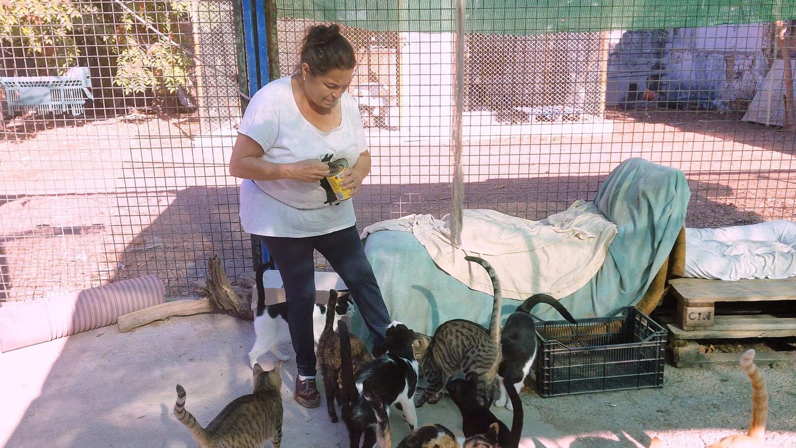 Los voluntarios les dan de comer a los gatos entre otras muchas tareas