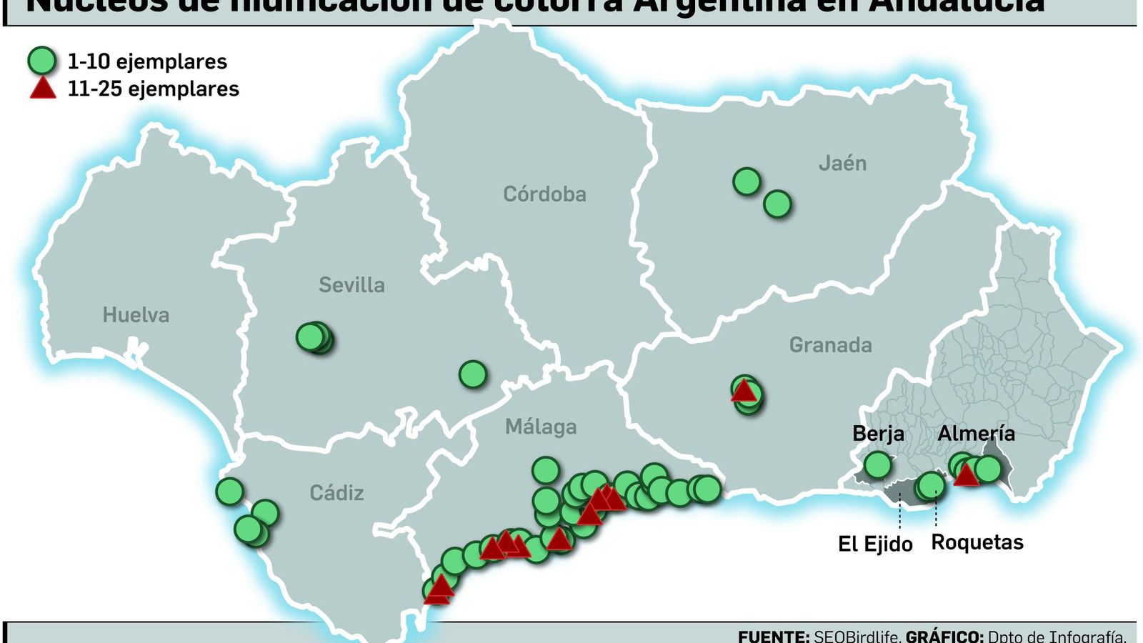 Nidificación de cotorra Argentina.