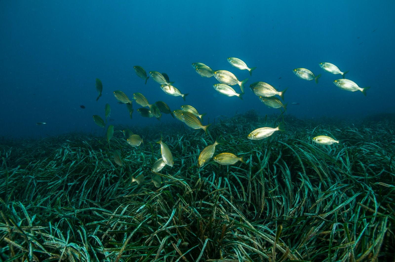 Almería posee una gran sueprficie de posidonia oceánica.
