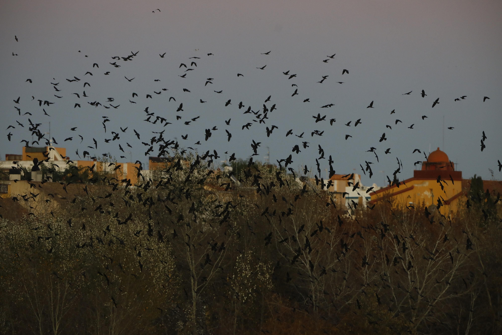 Las aves que habitan en Los Sotos de la Albolafia de Córdoba, en fotografías
