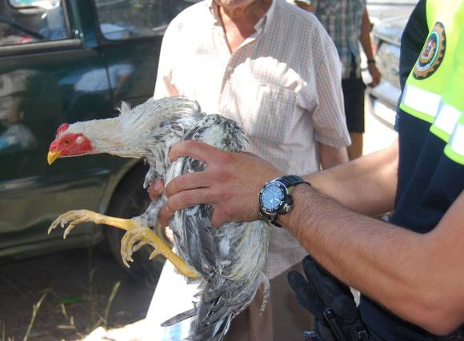 La Policía Local interviene más de 40 animales puestos a la venta en el Charco de la Pava