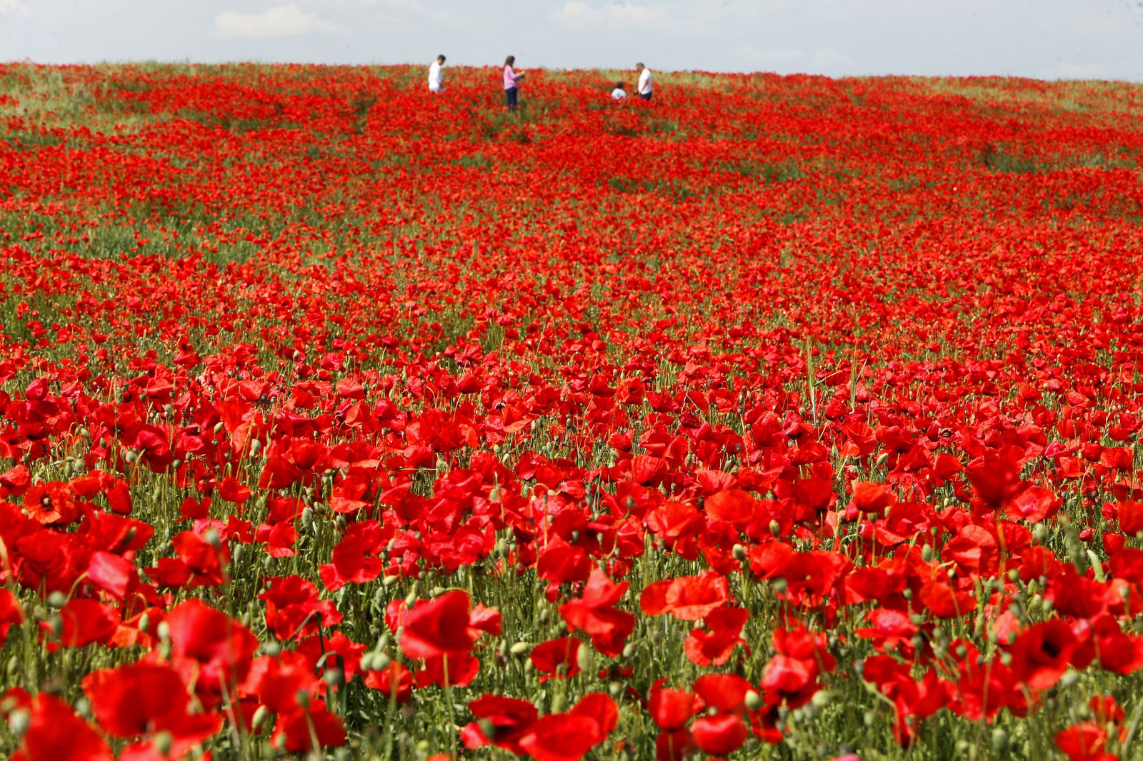 Campo de amapolas en Alcalá de Guadaira