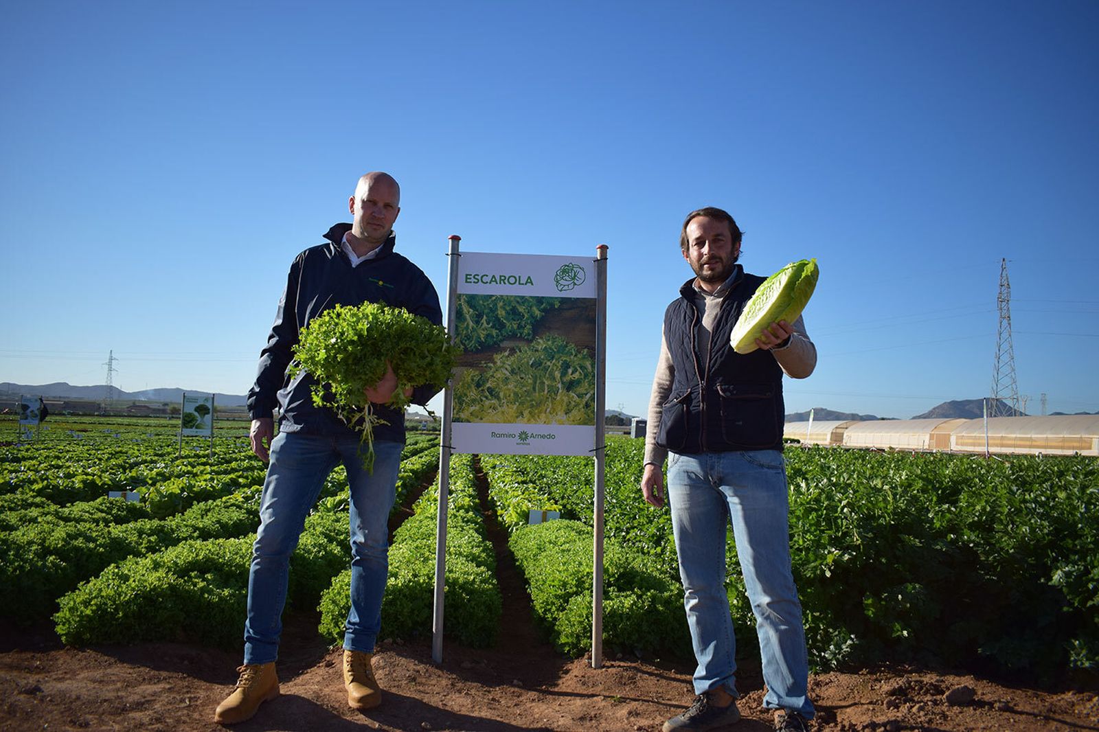 Jornadas de Lechuga y Apio de Ramiro Arnedo en el campo de Cartagena