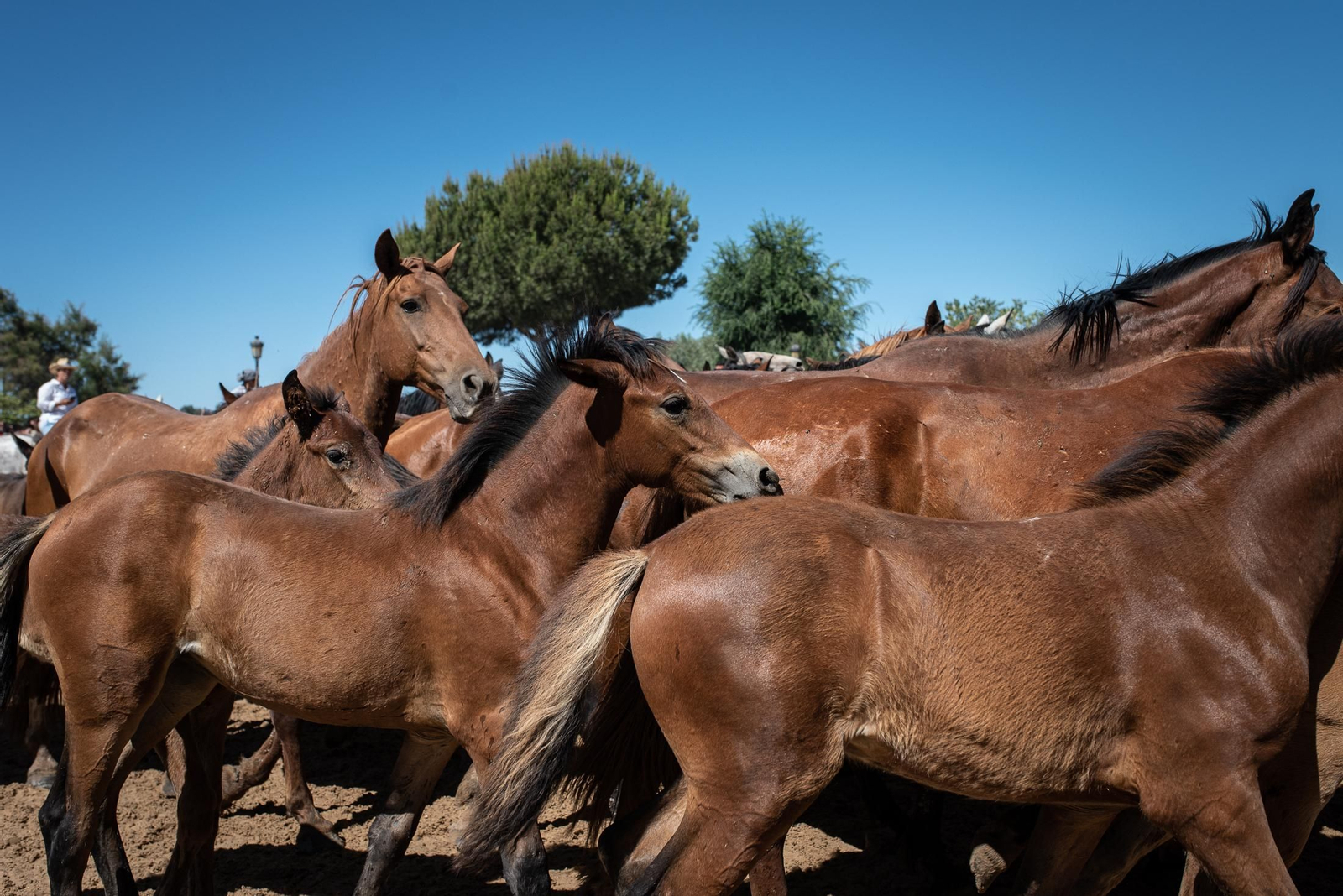 Imágenes de la Saca de las Yeguas a su paso por El Rocío