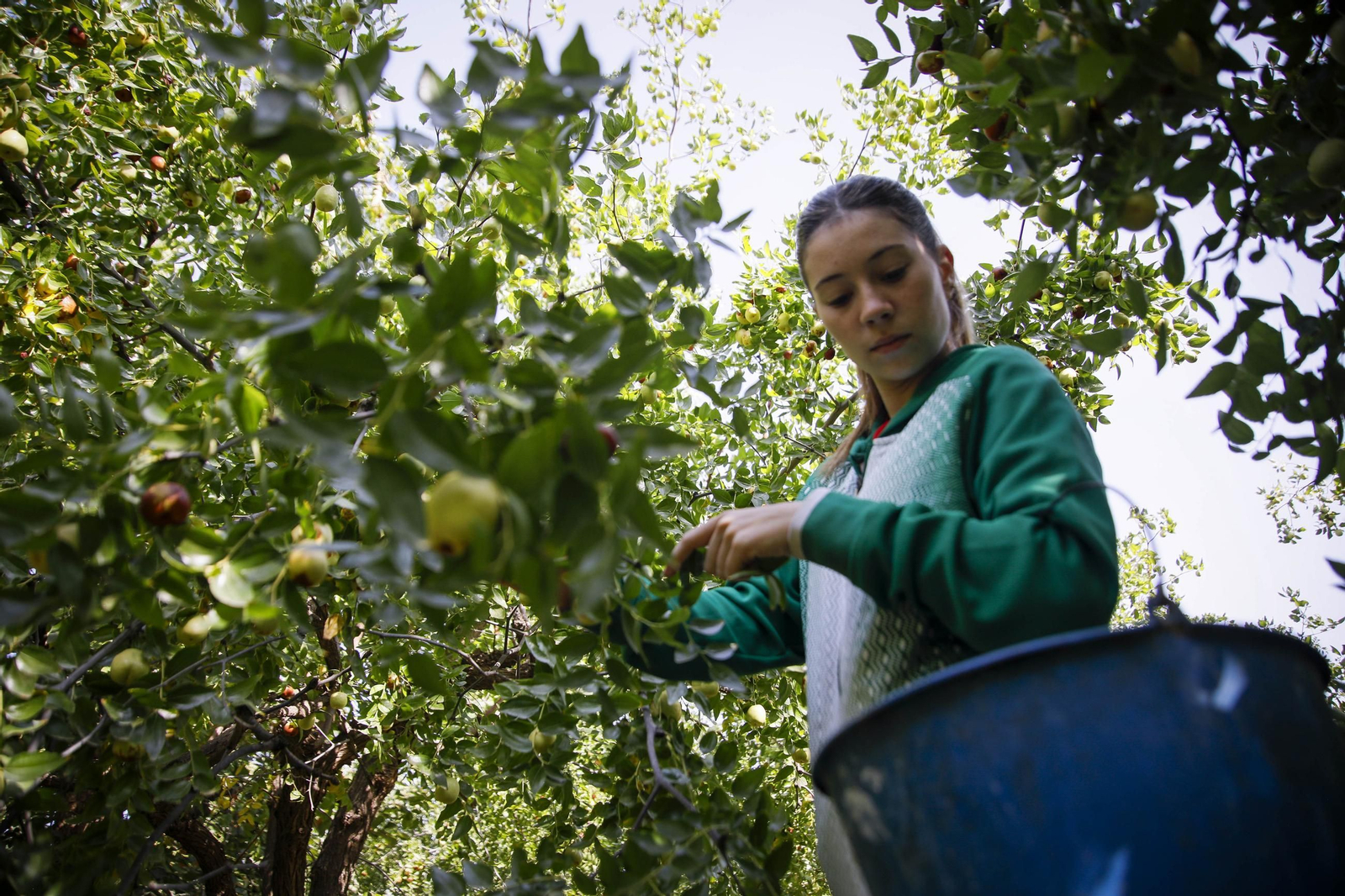 Imágenes del cultivo de azufaifas en Abrucena