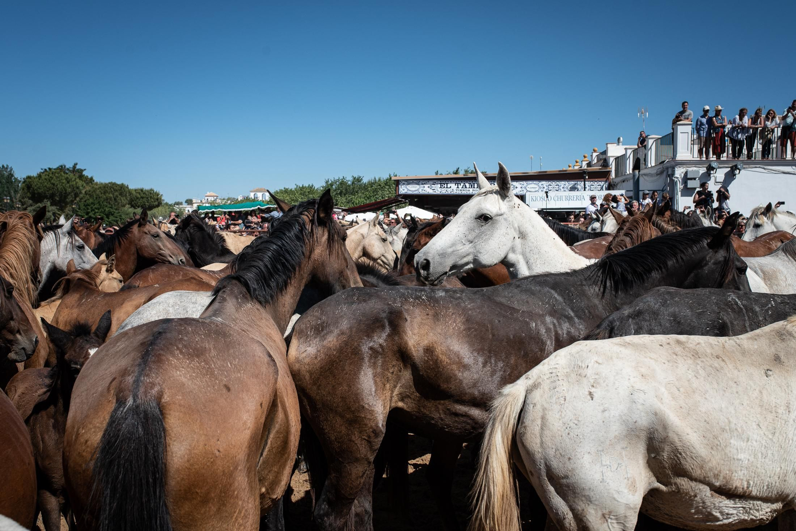 Imágenes de la Saca de las Yeguas a su paso por El Rocío