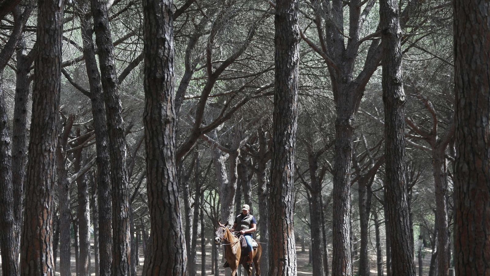 Pinar del Rey, en San Roque.