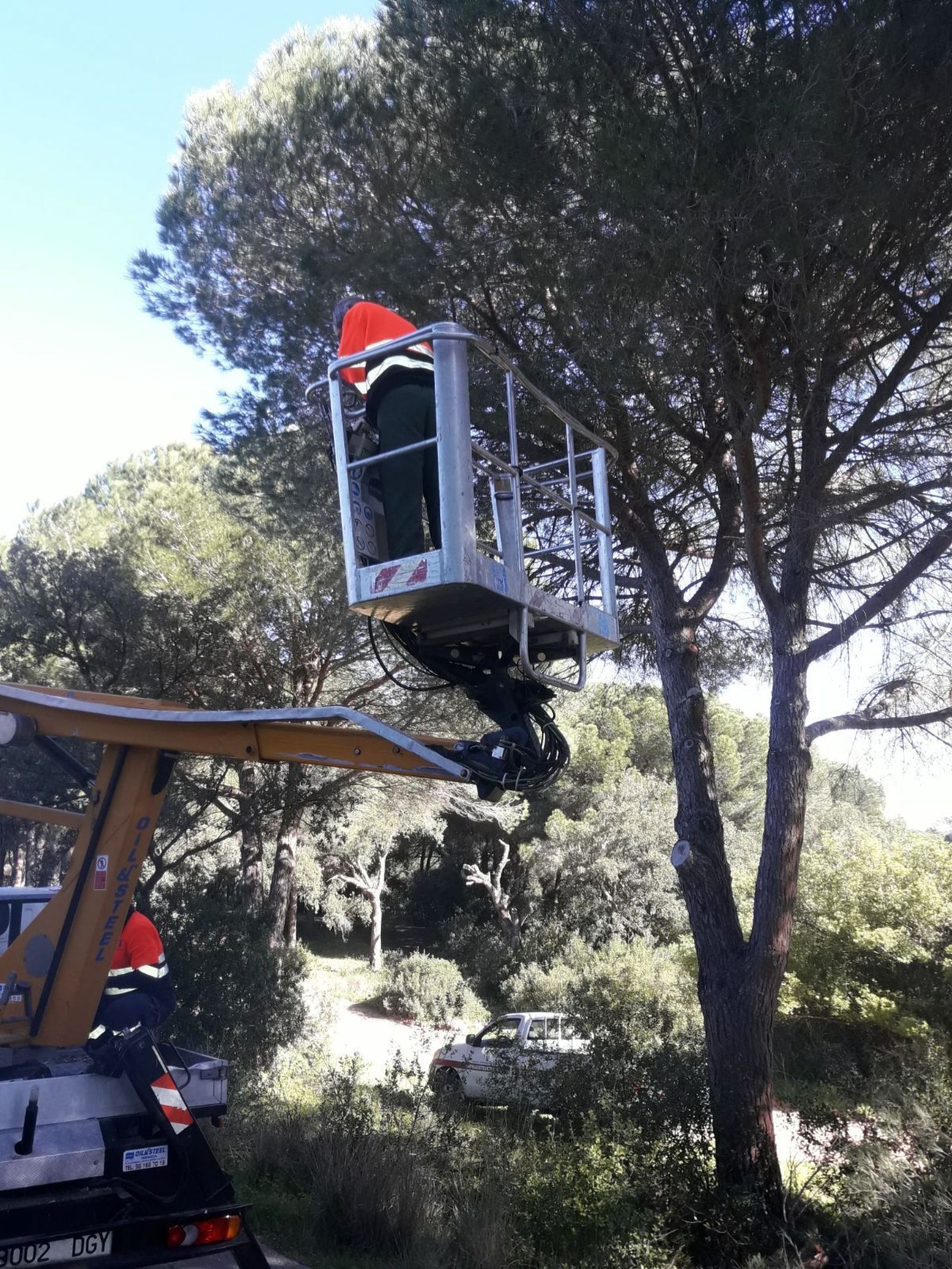 Los operarios municipales podan las ramas que generan un riesgo en el Pinar del Rey.