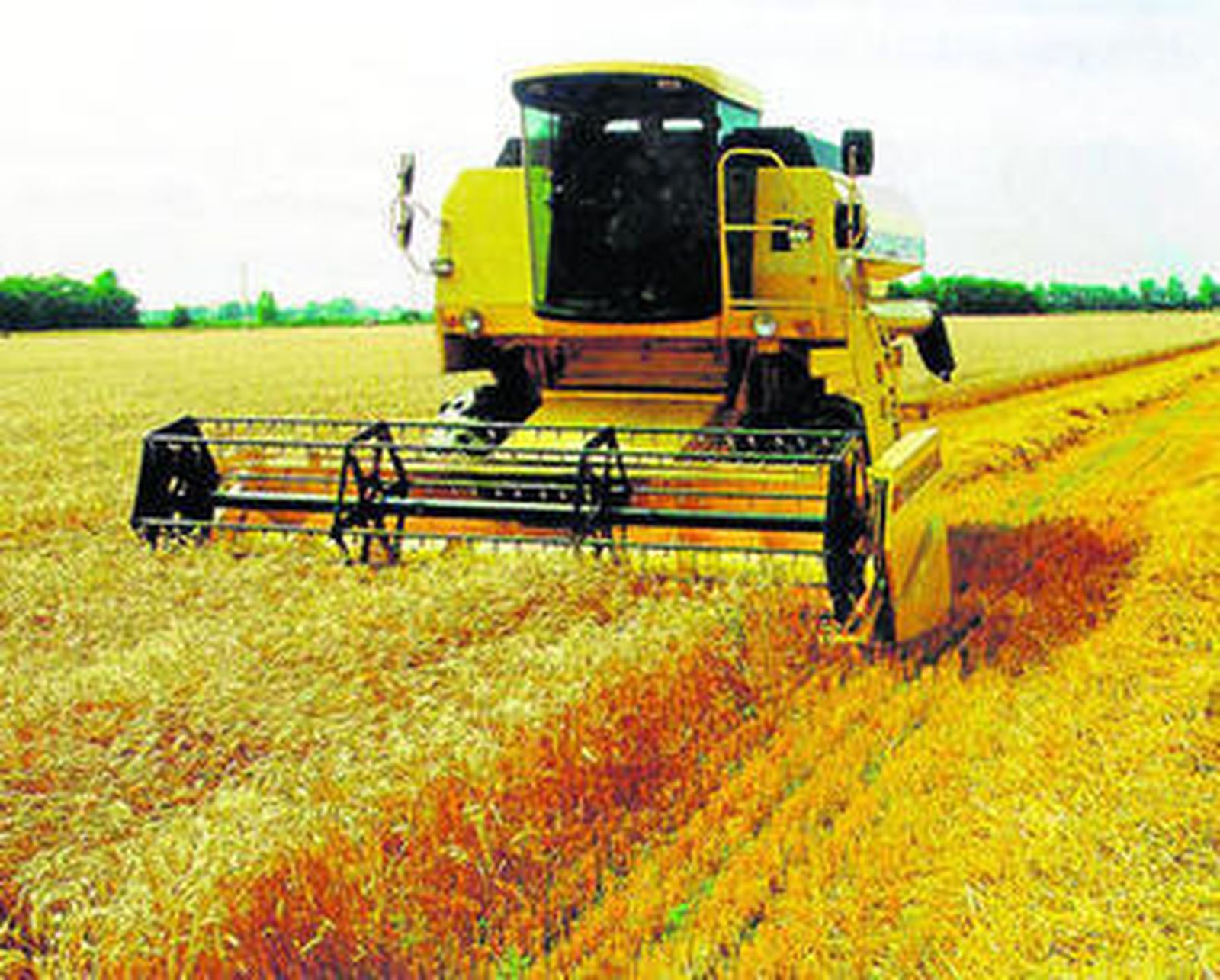 Recolección de trigo en una finca de la provincia.